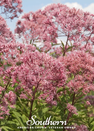 Sweet Joe Pye Weed – 100 Seeds
