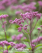Sweet Joe Pye Weed – 100 Seeds