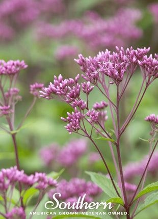 Sweet Joe Pye Weed – 100 Seeds