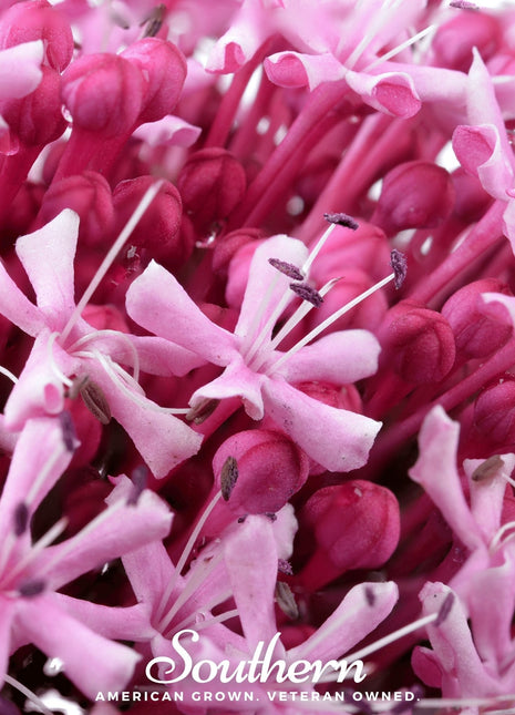Sweet Joe Pye Weed – 100 Seeds