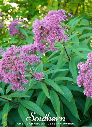 Sweet Joe Pye Weed – 100 Seeds