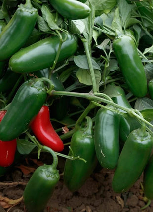 Jalapeño Early Pepper – 25 Seeds