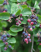 Juneberry – Serviceberry – 50 Seeds