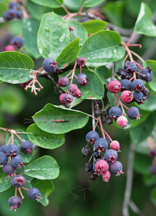 Juneberry – Serviceberry – 50 Seeds