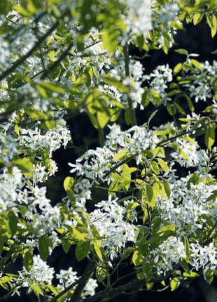 Juneberry – Serviceberry – 50 Seeds
