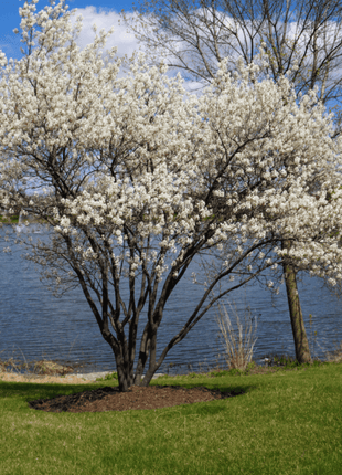 Juneberry – Serviceberry – 50 Seeds