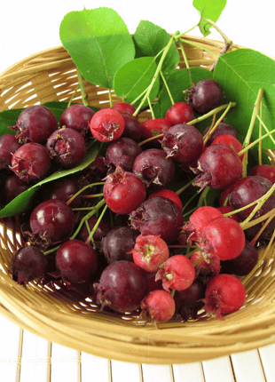 Juneberry – Serviceberry – 50 Seeds