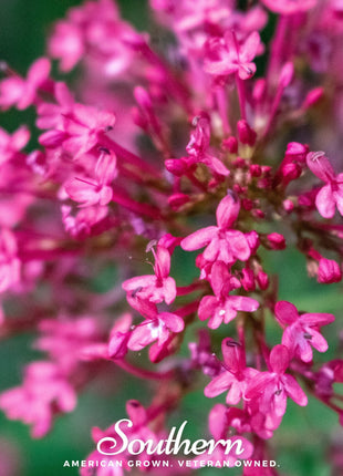 Jupiter’s Beard Mix – 50 Seeds