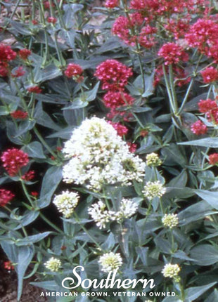 Jupiter’s Beard Mix – 50 Seeds