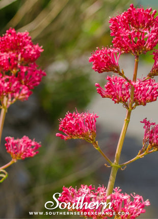 Jupiter’s Beard (Red Valerian) – 50 Seeds