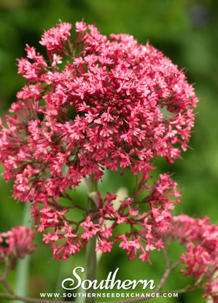Jupiter’s Beard (Red Valerian) – 50 Seeds