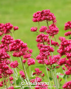 Jupiter’s Beard (Red Valerian) – 50 Seeds
