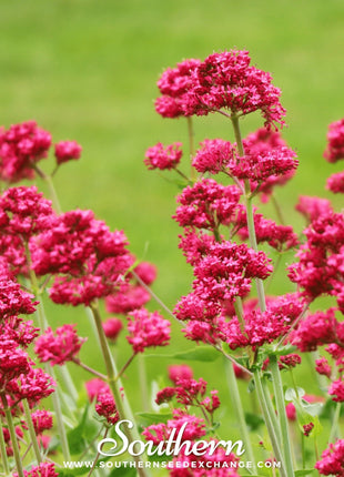 Jupiter’s Beard (Red Valerian) – 50 Seeds