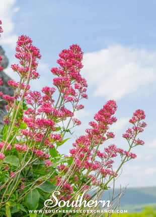 Jupiter’s Beard (Red Valerian) – 50 Seeds