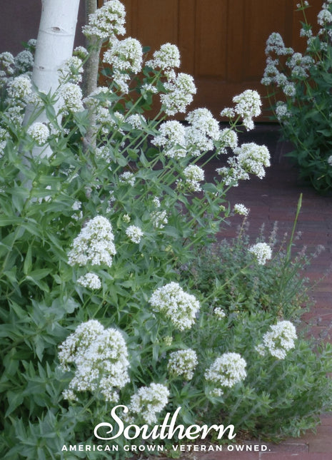 White Valerian Jupiter’s Beard – 50 Seeds