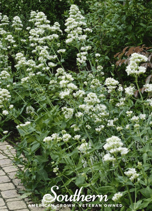 White Valerian Jupiter’s Beard – 50 Seeds