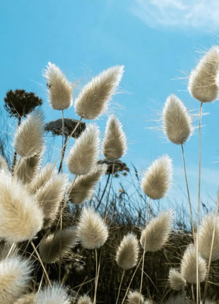 Bunny Tails – 50 Seeds