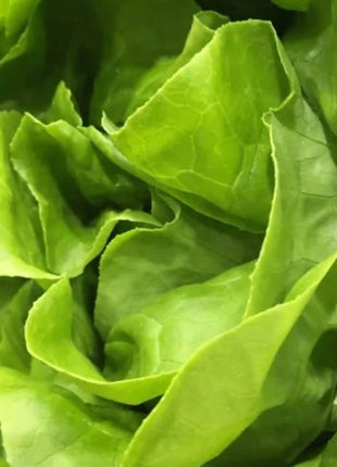 Bibb Summer Lettuce – 500 Seeds