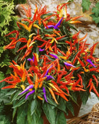 Firework Ornamental Pepper – 25 Seeds