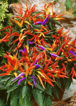 Firework Ornamental Pepper – 25 Seeds