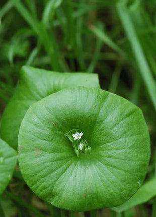 Winter Purslane, Miner’s Lettuce – 100 Seeds