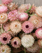Silver Rose Strawflower – 25 Seeds