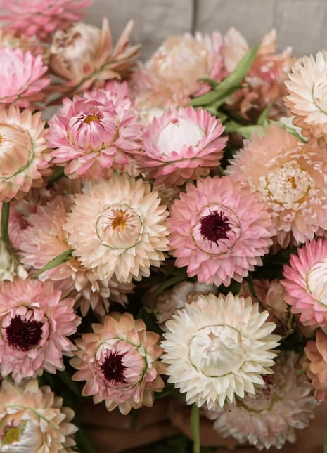 Silver Rose Strawflower – 25 Seeds