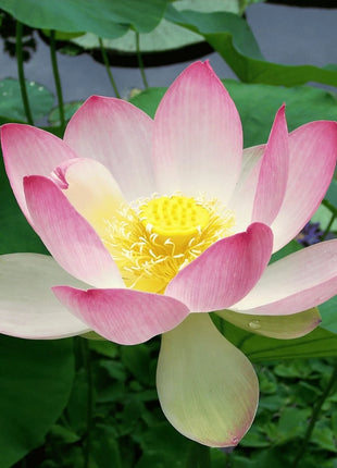 Sacred Lotus (Bonsai) - 5 Seeds