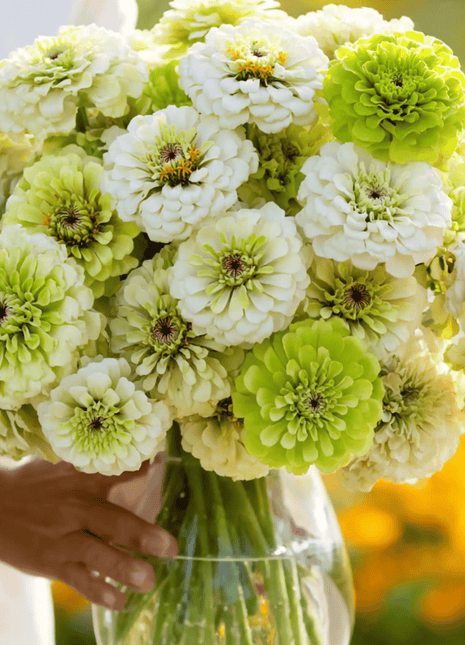 Key Lime Pie Zinnia Seeds – 100 Seeds