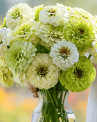 Key Lime Pie Zinnia Seeds – 100 Seeds