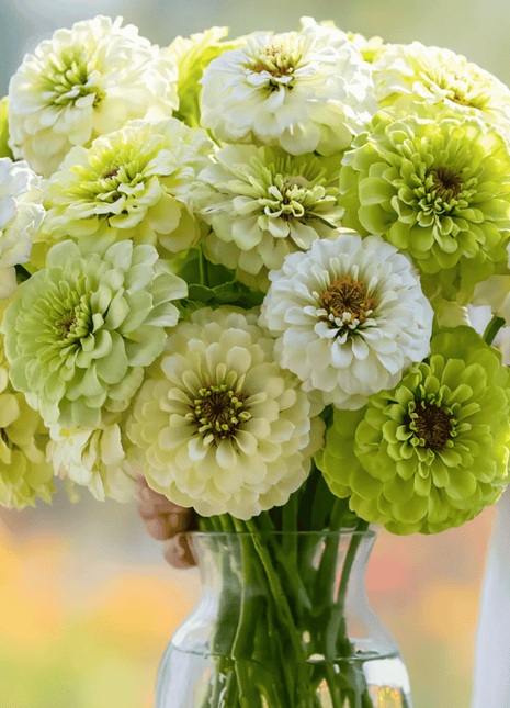 Key Lime Pie Zinnia Seeds – 100 Seeds