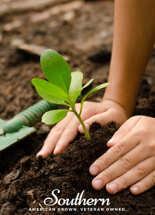 Kids Garden Seed Collection – 10 Varieties