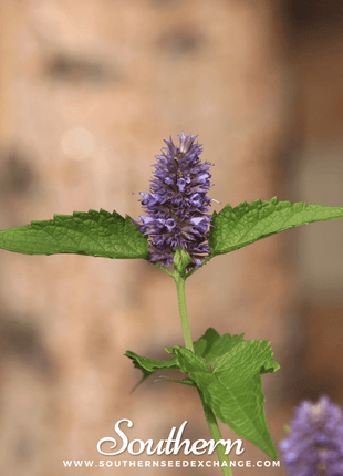 Korean Mint – 50 Seeds
