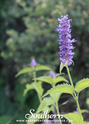 Korean Mint – 50 Seeds