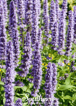 Korean Mint – 50 Seeds