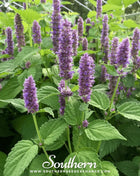 Korean Mint – 50 Seeds