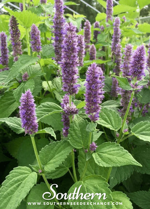 Korean Mint – 50 Seeds