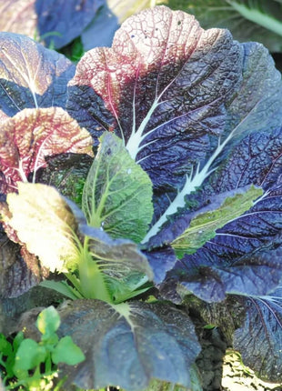 Red Giant Mustard – 100 Seeds