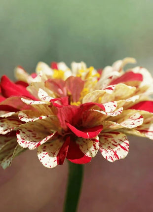 Peppermint Stick Zinnia – 50 Seeds