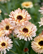 Sunset Buff Calendula – 50 Seeds