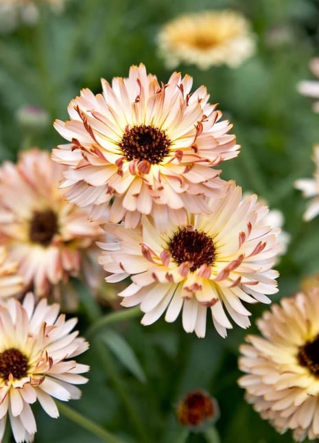 Sunset Buff Calendula – 50 Seeds