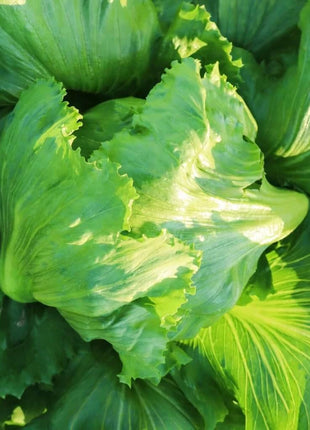 Iceberg Lettuce – 500 Seeds
