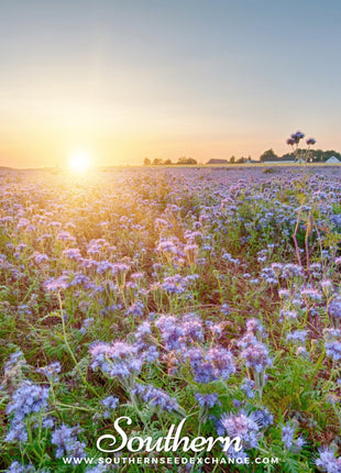 Lacy Phacelia – 200 Seeds
