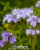 Lacy Phacelia – 200 Seeds