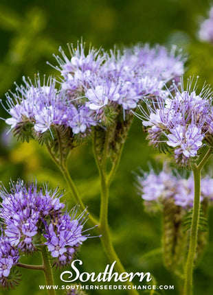 Lacy Phacelia – 200 Seeds