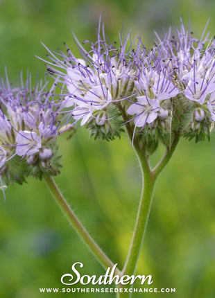 Lacy Phacelia – 200 Seeds