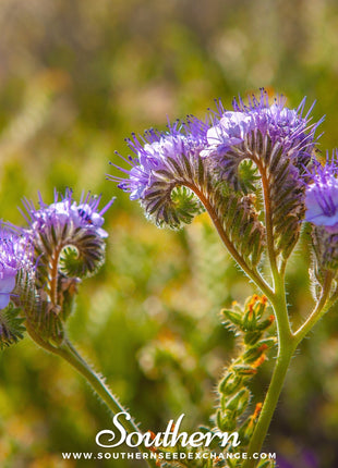 Lacy Phacelia – 200 Seeds