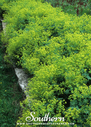Lady’s Mantle – 50 Seeds