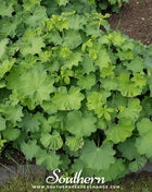 Lady’s Mantle – 50 Seeds