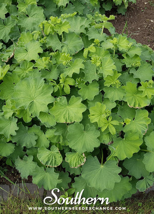 Lady’s Mantle – 50 Seeds